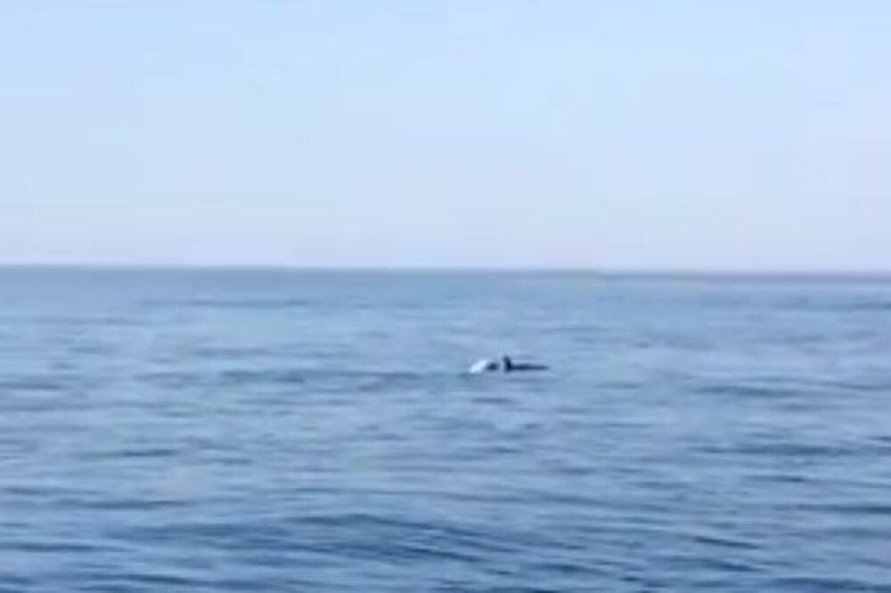 delfini, Foto: Screenshot (YouTube)