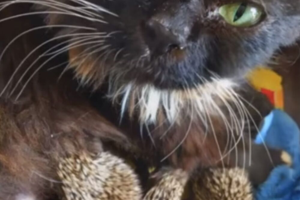 mačka, ježevi, Muska, Foto: Printscreen (YouTube)