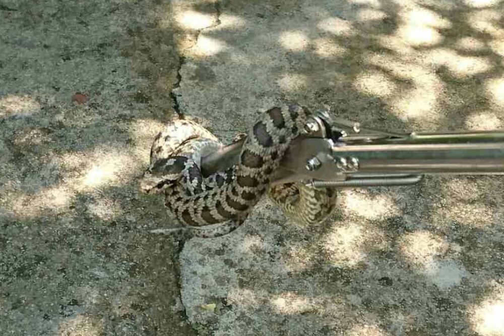 Šarka, Foto: Slavica Kosić