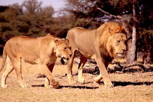 Ubijen Ksanda, mladunče čuvenog lava Sesila