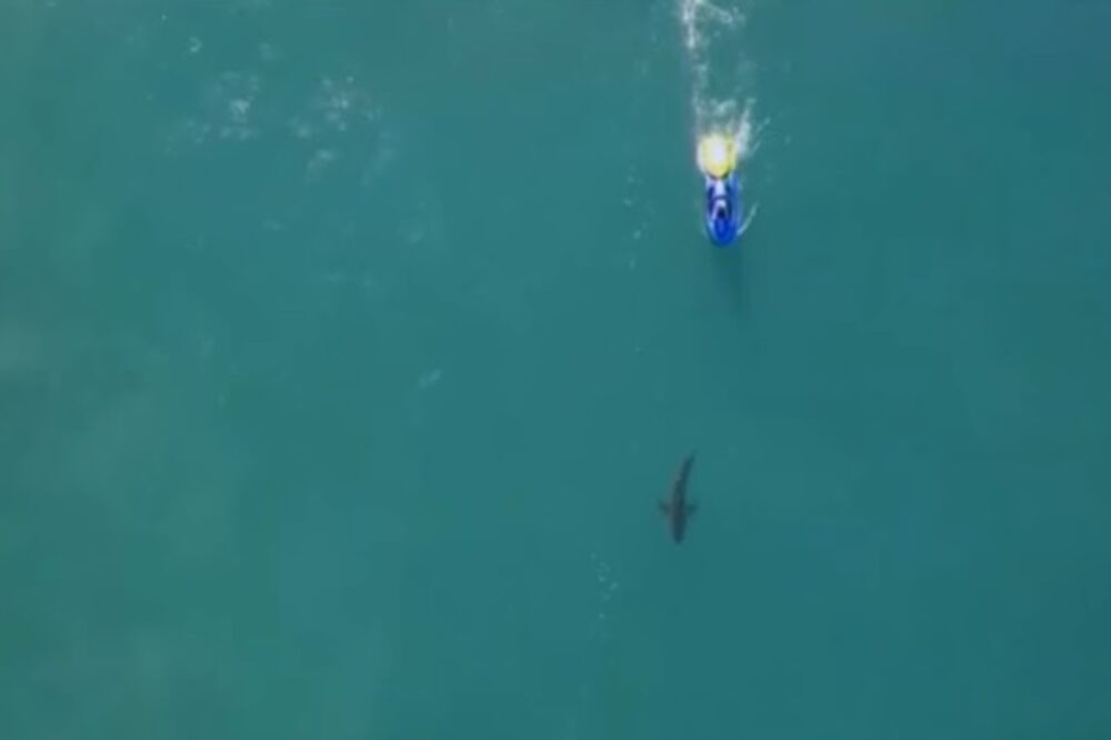 ajkula, surferi, Foto: Screenshot (YouTube)