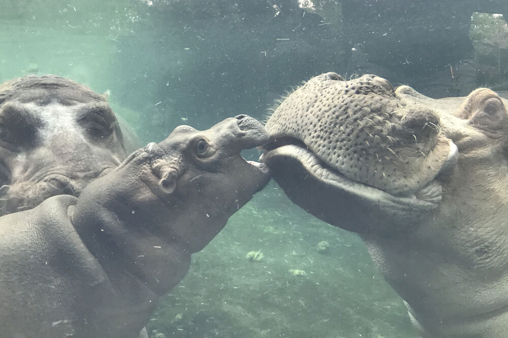 Fiona nilski konj, Foto: Beta/AP