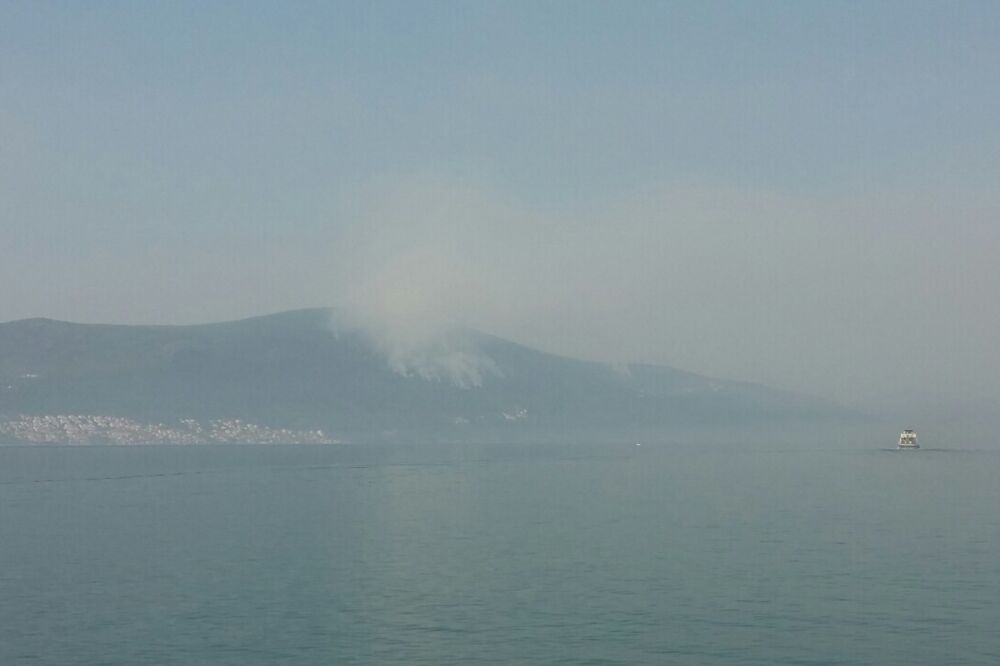 Obosnik, Foto: Siniša Luković