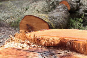 Beranac osumnjičen da je krao drva iz državne šume