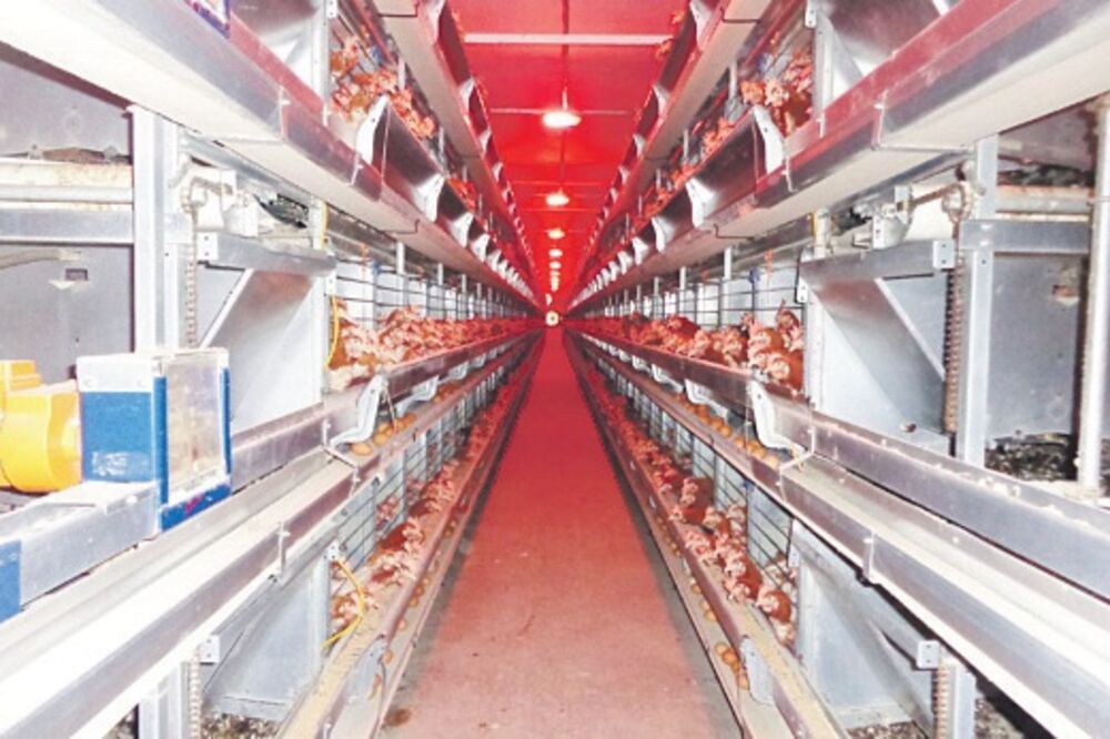 farma jaja, Foto: Svetlana Mandić