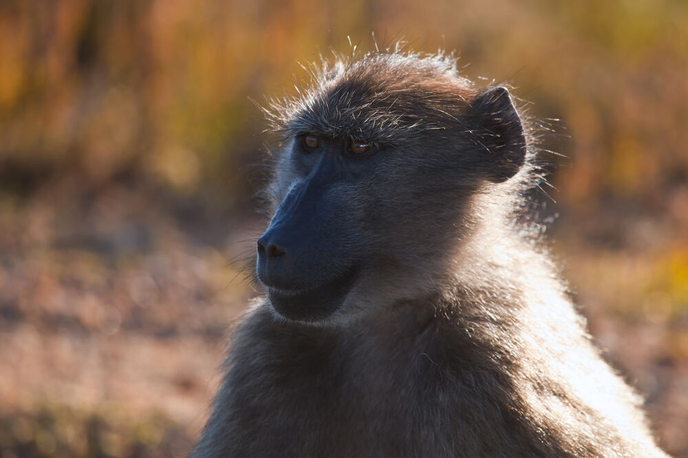 babun, Foto: Shutterstock