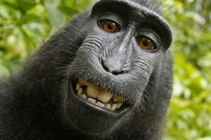 Zbog čuvenog selfija majmuna, fotograf na ivici bankrota