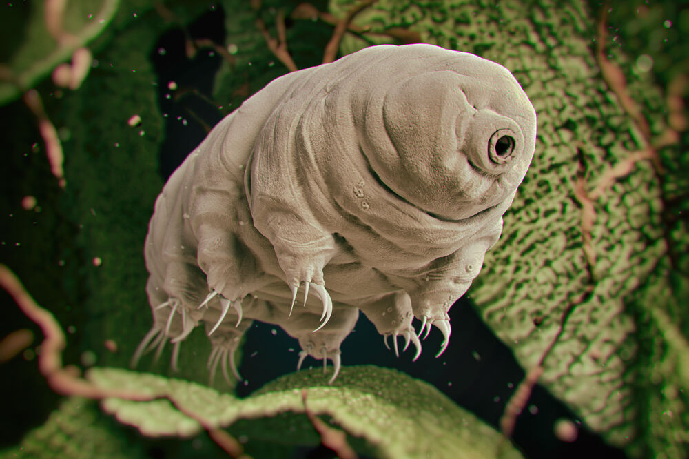 Tardigrada, Foto: Shutterstock