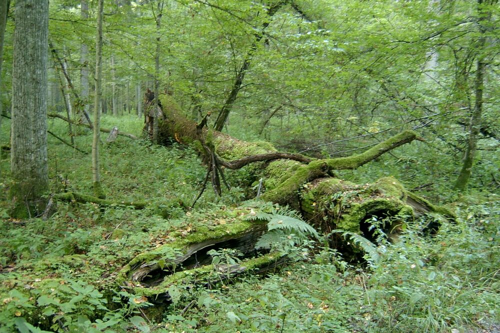 prašuma Bjalovježa, Foto: Wikimedia.org