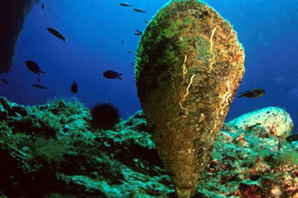 palastura, Foto: Facebook/Stop krivolovu