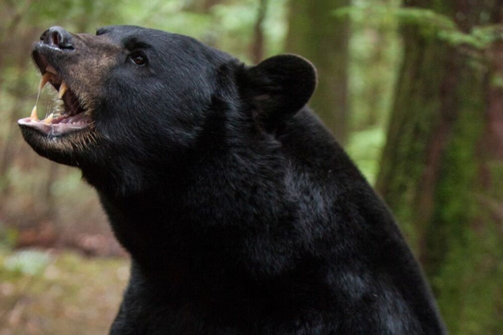 medvjed, Foto: Twitter