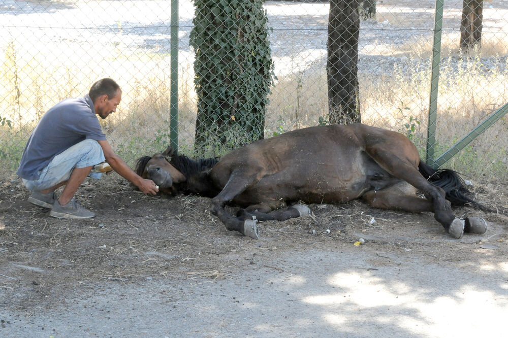 Konj kod Milenijuma, Foto: Zoran Đurić