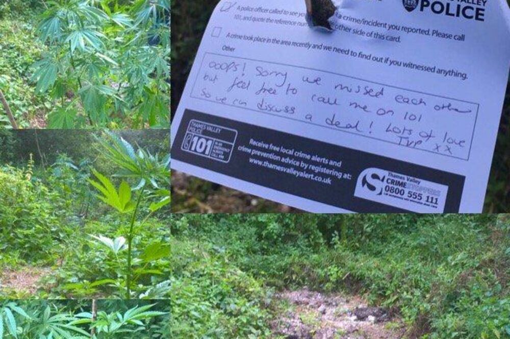 marihuana policija, Foto: Twitter.com