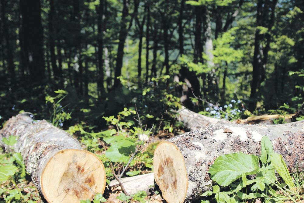 drva, šuma, Foto: Filip Roganović