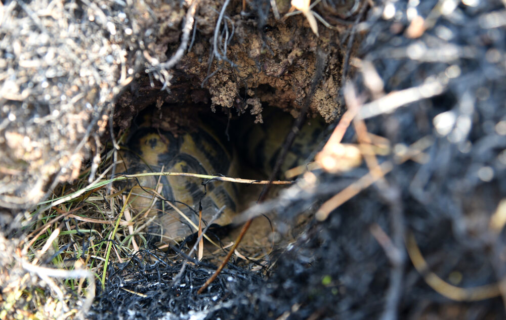 Dajbabska gora požar
