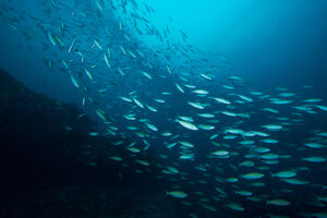 Okeanima će vladati ribe koje ugrožavaju biološku ravnotežu