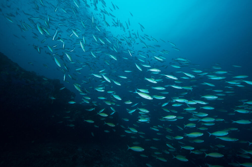 ribe, okean, Foto: Shutterstock.com