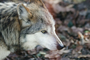 U Meksiku rođeno sedam mladunčadi vrste vuka u izumiranju