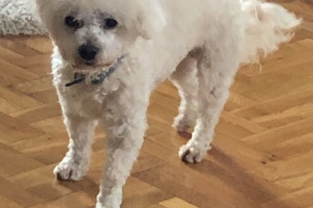 Pas Doni, Foto: Privatna arhiva