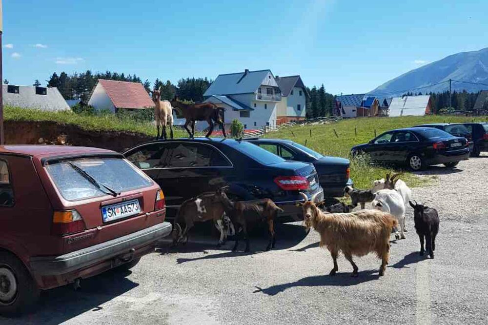 koze Žabljak, Foto: Facebook.com