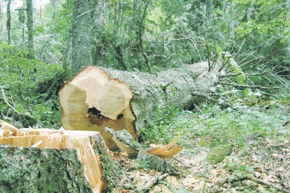 sječa šume, Foto: Arhiva Vijesti