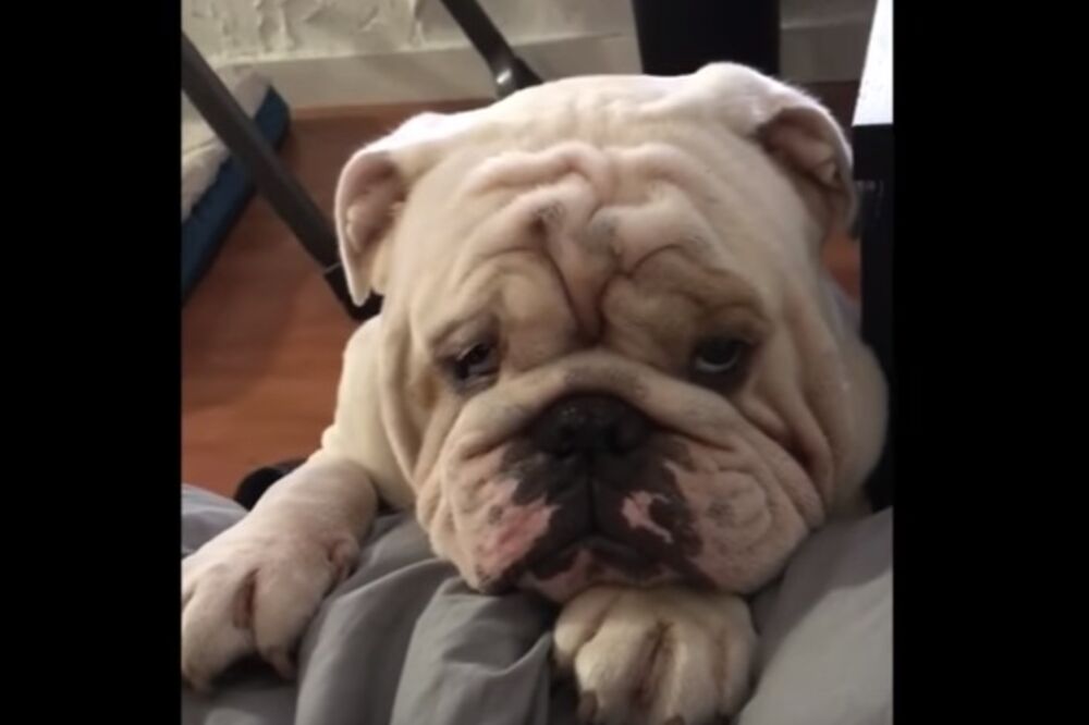 buldog Titon, Foto: Screenshot (YouTube)