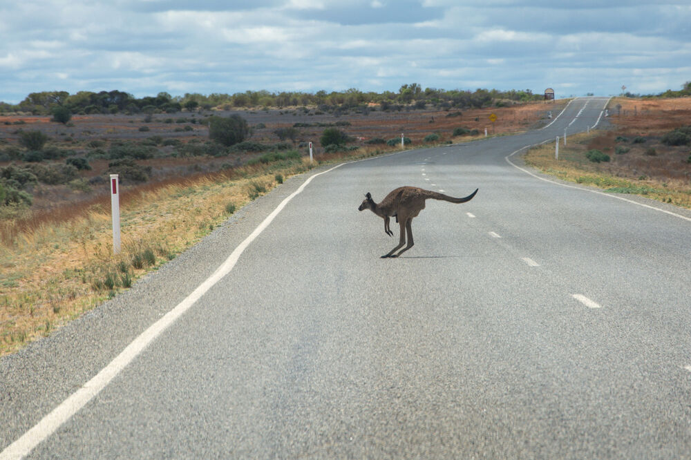 Kengur, Foto: Shutterstock