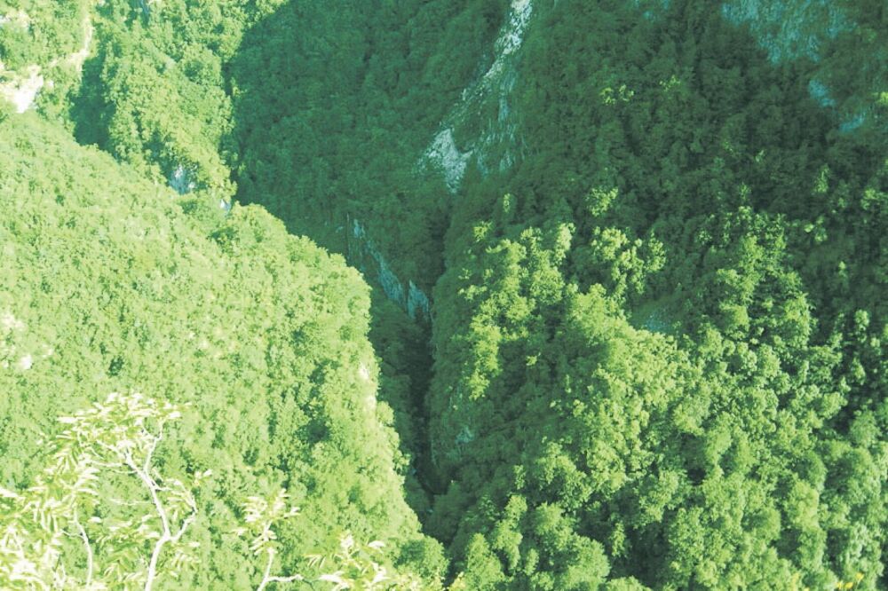 šuma, planina, Foto: Arhiva Vijesti