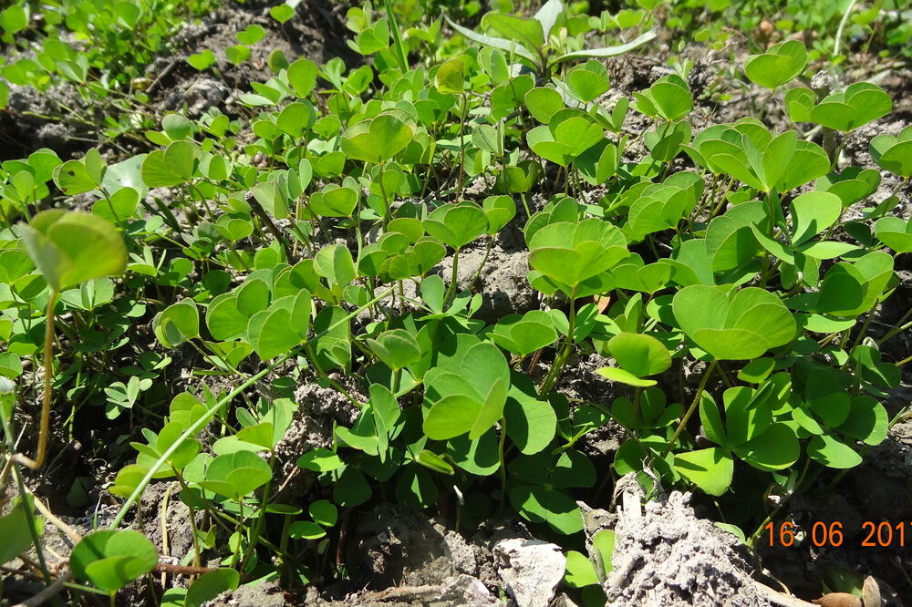 Vodena paprat Marsilea quadrifolia, Foto: Nacionalni parkovi Crne Gore