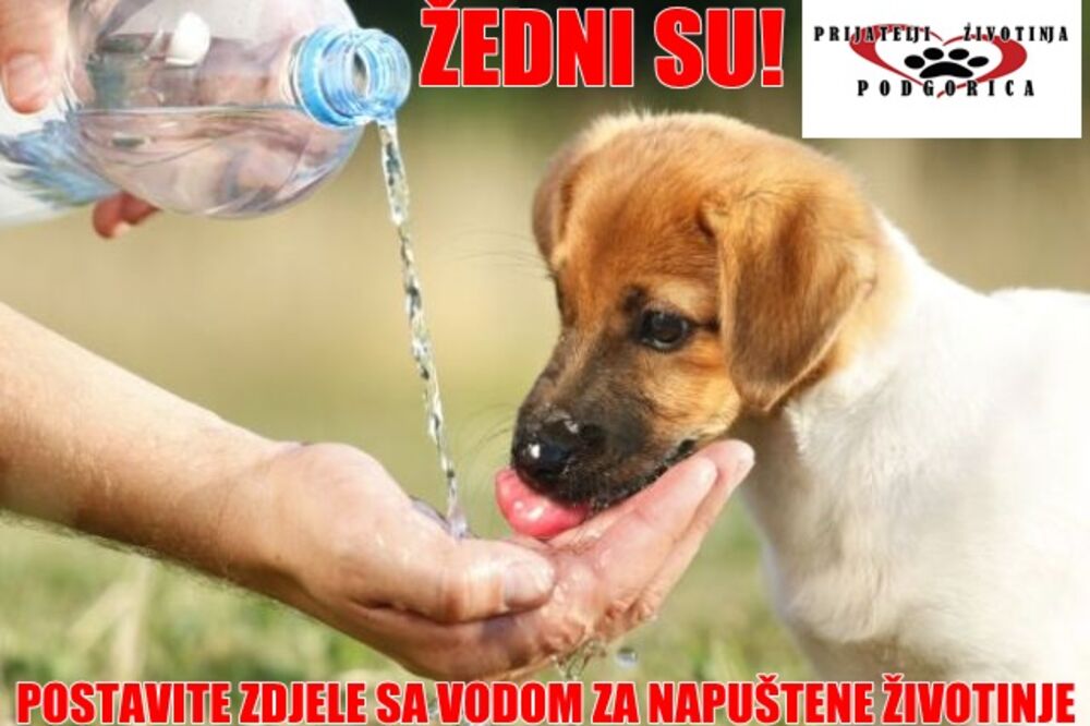 Pas pije vodu, Foto: Prijatelji životinja Podgorica