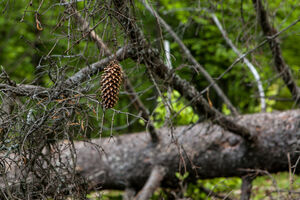 Indija: Bor pao na kabinu žičare, sedam mrtvih