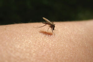 Odbranite se od komaraca bez korišćenja "hemije"