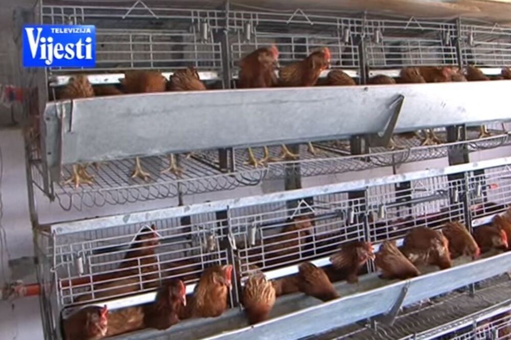 koke nosilje, Foto: Screenshot (TV Vijesti)