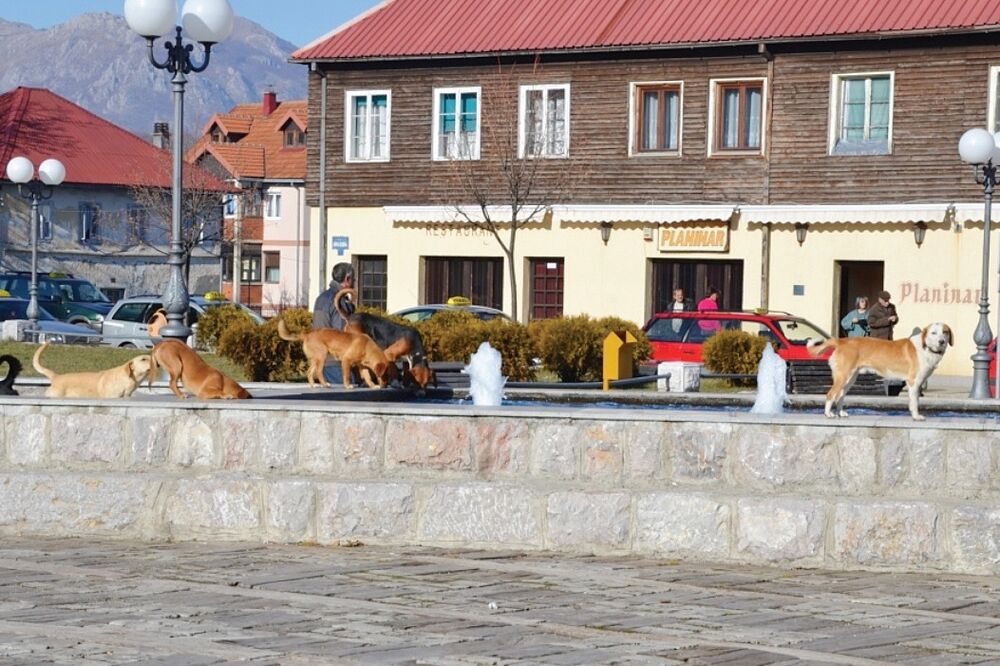 Kolašin, psi, Foto: Dragana Šćepanović