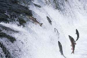 Ugrožena riblja vrsta: Neizvjesna budućnost lososa