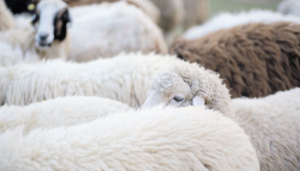 ovce šišanje