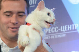 Mačak iz Ermitaža predviđa rezultate Kupa konfederacija