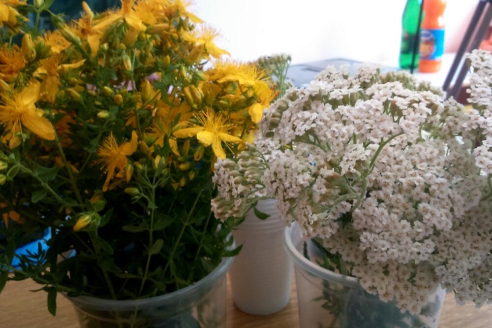 ljekovito bilje, Župa, Foto: Svetlana Mandić