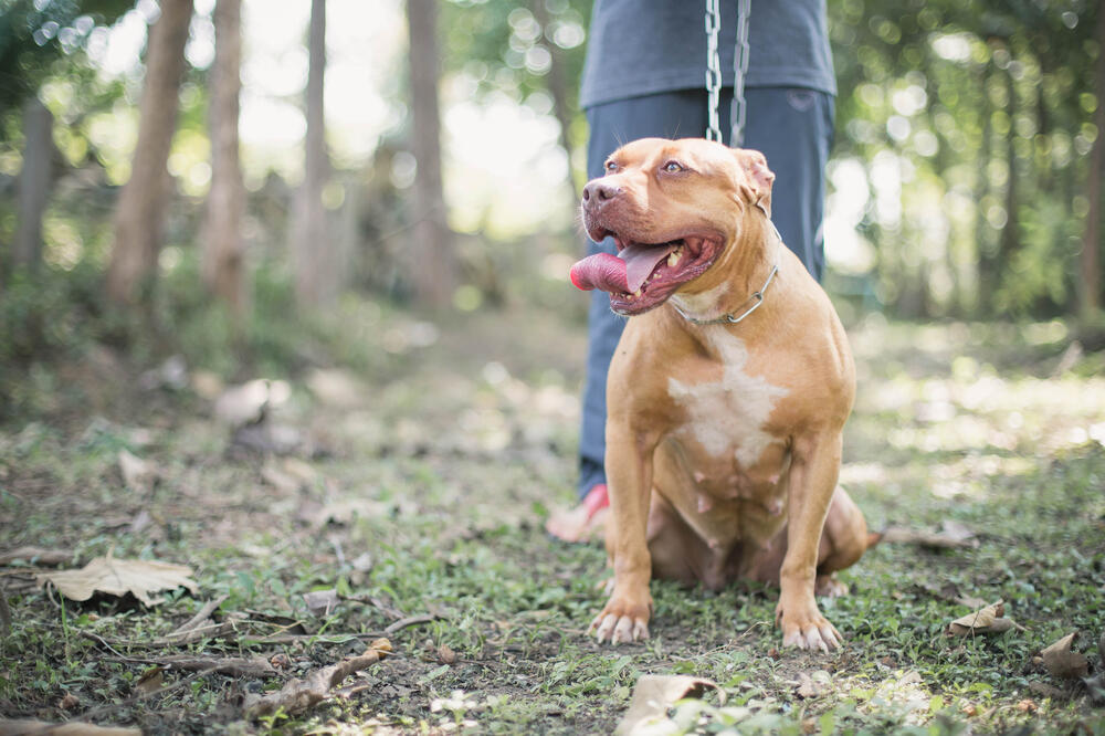 pit bul, pas, Foto: Shutterstock