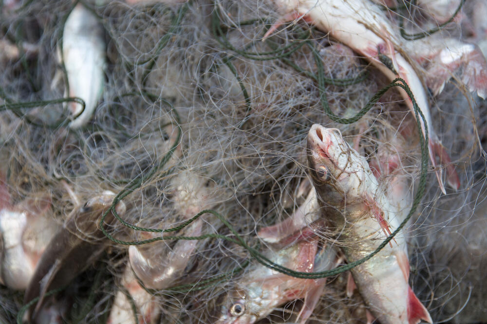 krivolov, izlov rive, Foto: Shutterstock.com