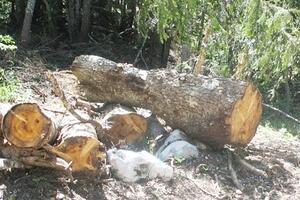 Mladić iz Andrijevice stradao prilikom sječe drva