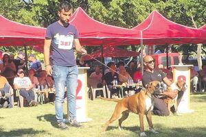 Krivokapićevi psi nižu nagrade