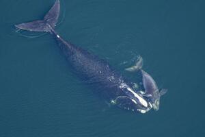 U kitovima iz Sredozemnog mora alarmantna količina plastike
