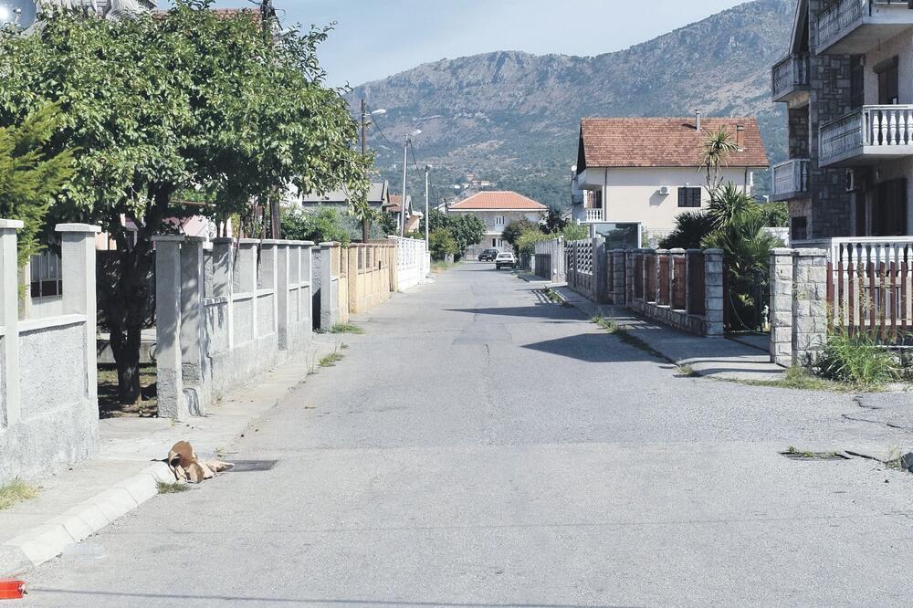 Masline, Foto: Luka Zeković