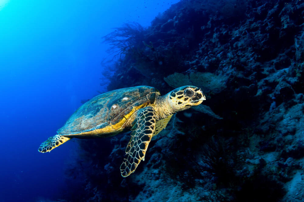 morska kornjača, Foto: Shutterstock