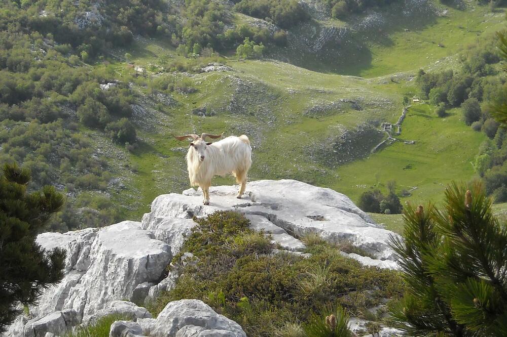 jarac Subra, Foto: Agencija za razvoj i zaštitu Orjena