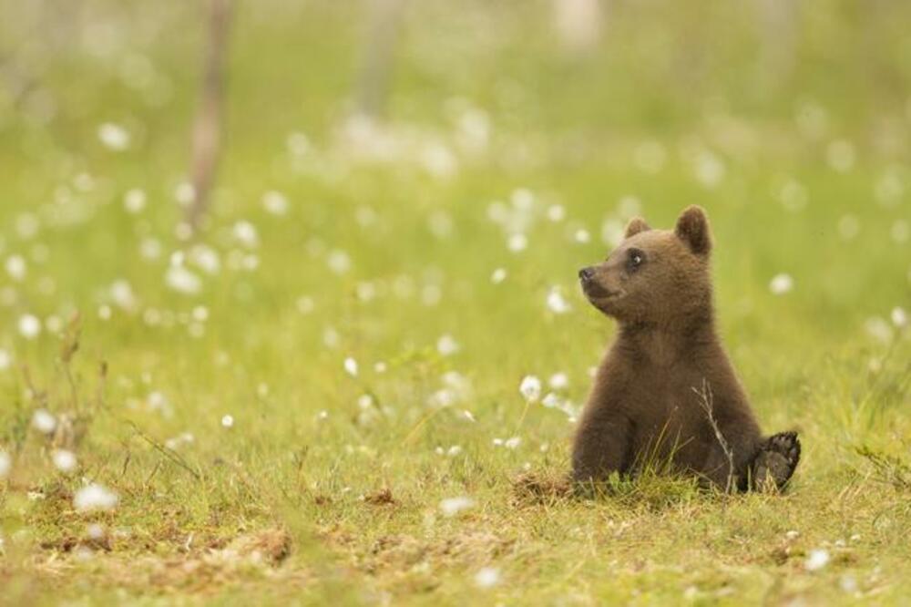 meče, mladunče medvjeda, Foto: Shutterstock.com