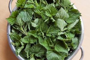 Izliječite anemiju uz pomoć koprive