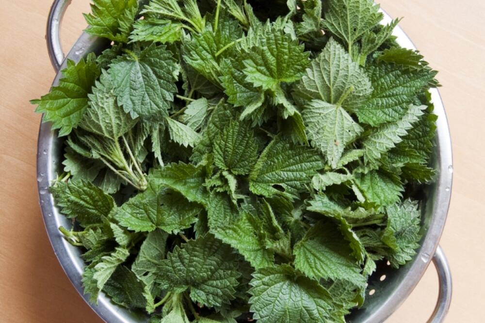 kopriva, Foto: Shutterstock