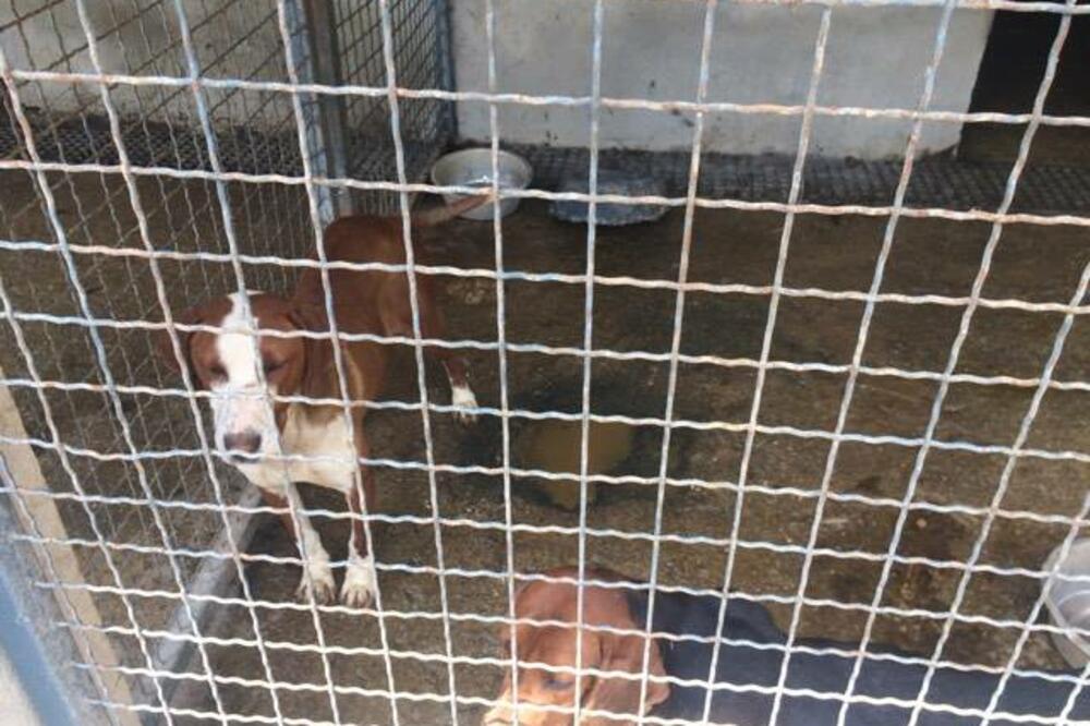 azil Nikšić, Foto: Mreža za zaštitu pasa i mačaka u Crnoj Gori